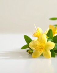 Hypericum flower background