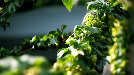 Close up of fresh green hop cones hanging on a bine with a blurred dark background showcasing vibrant greenery and organic plant life