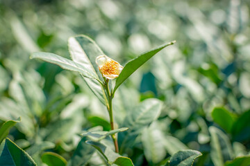 Tea plantation garden in Longjingcun village,located in Hangzhou city of China