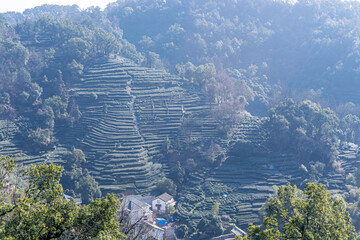 Tea plantation garden in Longjingcun village,located in Hangzhou city of China
