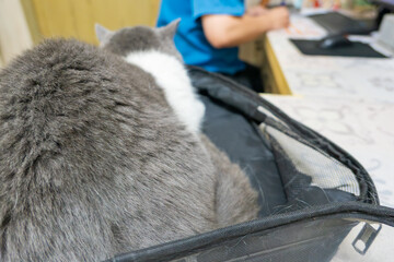 A cat waiting for a check-up in a clinic