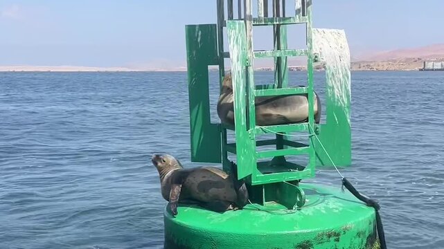 Sea Lions Resting on Navigation Buoy off the Coast of Paracas, Peru