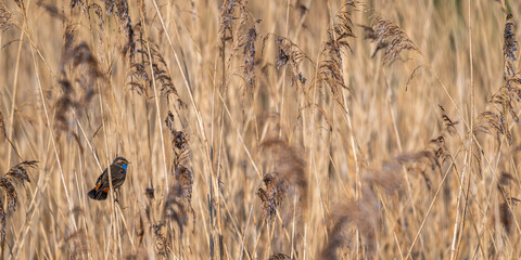 Gorgebleue à miroir (Luscinia svecica, Bluethroat) dans la roselière