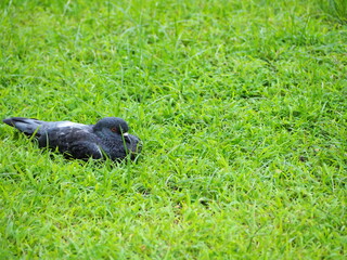 A big pigeon is lying on the green grass. Sick pigeons resting in the park. Birds or Poultry may be sick with Cryptococcosis, Meningitis, Pneumonia, Psittacosis. Pigeons are commonly seen in capital 
