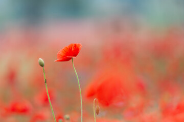 Red poppies, cornflowers, baby bad breath, gypsum pila flower d blooming scenery