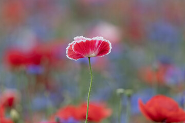Red poppies, cornflowers, baby bad breath, gypsum pila flower d blooming scenery