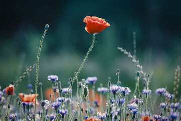 Red poppies, cornflowers, baby bad breath, gypsum pila flower d blooming scenery