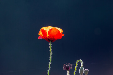 Red poppies, cornflowers, baby bad breath, gypsum pila flower d blooming scenery