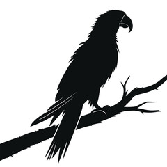 Silhouette parrot on white background