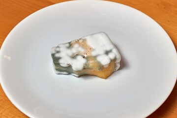 Piece old chees rotten with mold