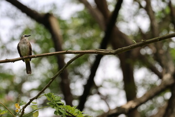 White, Brown and Yellow Bird - Yellow-vented bulbul (Pycnonotus goiavier) perched on a branch, looking to the side. Note the bright yellow coloring near its tail feathers.