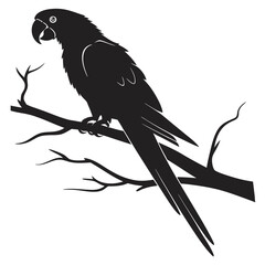 Silhouette parrot on white background
