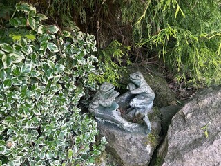 frog on the stone