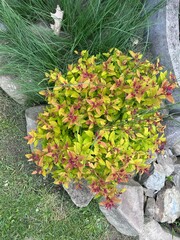 autumn leaves in the garden