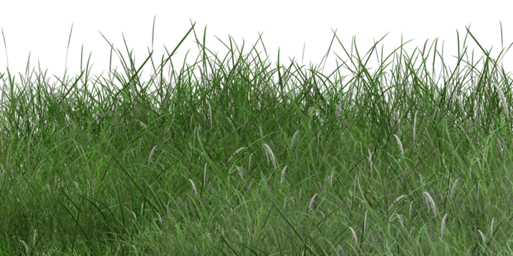green grass background/Green grass growing naturally in an open field, representing the beauty of untouched nature.