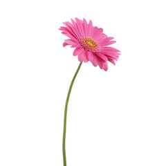 Single pink gerbera daisy flower isolated on transparent background, png