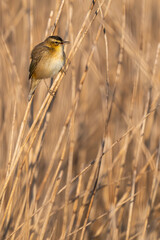 Phragmite des joncs (Acrocephalus schoenobaenus, Sedge Warbler)