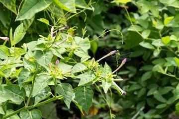 Marvel of Peru flower (mirabilis jalapa), small Eastern Pondhawk (Erythemis simplicicollis) dragonfly on leaf