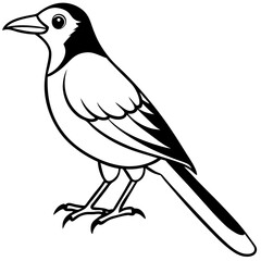Clark's Nutcracker line art  vector