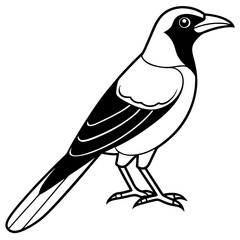 Clark's Nutcracker line art  vector