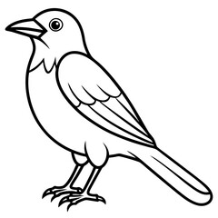Clark's Nutcracker line art  vector