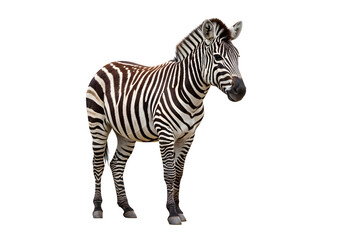 Realistic zebra cutout ideal for wildlife graphics and educational materials. isolated on white or transparent background. PNG