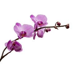 Fototapeta premium Delicate pink orchid flowers blooming on a branch, isolated on transparent background, png