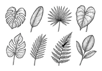 Tropical Leaf Icons