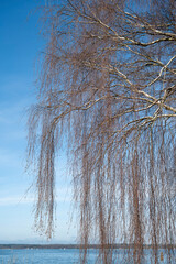 Birke (Betula) ohne Laub am Ufer des Müritzsee, Waren, Müritz, Mecklenburgische Seenplatte, Mecklenburg-Vorpommern, Deutschland, Europa