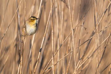Phragmite des joncs (Acrocephalus schoenobaenus, Sedge Warbler)
