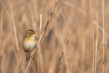 Phragmite des joncs (Acrocephalus schoenobaenus, Sedge Warbler)