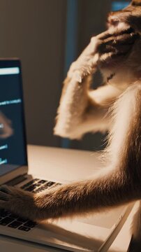 Monkey acting like a programmer, looking confused while working on a laptop, scratching its head