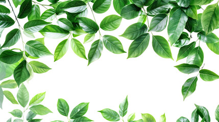 Obraz premium Fresh mango leaves isolated on white background, tropical green leaf PNG cutout for design and decoration