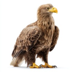 Obraz premium A majestic brown eagle with sharp yellow beak and talons stands against a white background.
