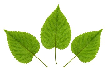 Three green leaves isolated on white background