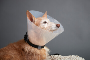 Dog in a pillow with a neck brace, lick protection, protective collar, funnel, as protection so that he does not scratch himself