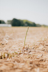 A small green plant is growing in a field of dry dirt. Concept of loneliness and isolation, as the plant stands alone in the barren landscape