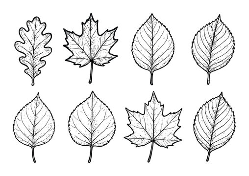 Leaf Icon Sketches
