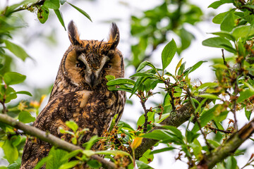 Hibou moyen-duc (Asio otus - Long-eared Owl)