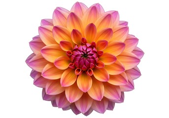 Obraz premium Vibrant Orange and Pink Dahlia Flower Blossom Isolated on White Background