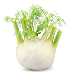 Florence fennel bulb or finocchio bulb on white background with clipping path.