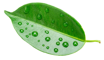 Ficus benjamina leaf covered with water drops isolated on white background. File contains clipping...