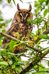 Hibou moyen-duc (Asio otus - Long-eared Owl)