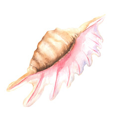 Large watercolor beige and pink seashell with mother of pearl inside, Aphrodite's comb shell. Underwater world biome clipart. Ocean floor. Isolated seashell. Hand-drawn watercolor illustration
