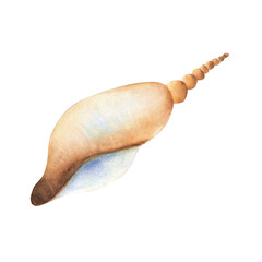 Large smooth beige seashell with twisted cone painted with watercolor. Sea life isolated element. Aquarium decoration. Ocean floor. Underwater world biome clipart. Hand-drawn watercolor illustration