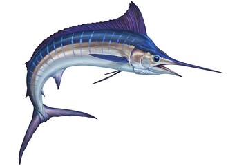 Blue marlin fish isolated on white background