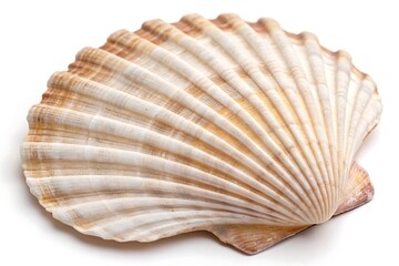 Obraz premium sea shells isolated on white background