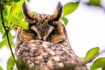 Hibou moyen-duc (Asio otus - Long-eared Owl)