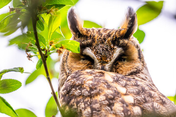 Hibou moyen-duc (Asio otus - Long-eared Owl)