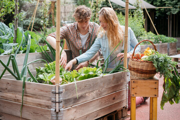 A man and woman work together in an urban garden, caring for plants in a wooden raised bed. A basket of fresh produce sits nearby.
